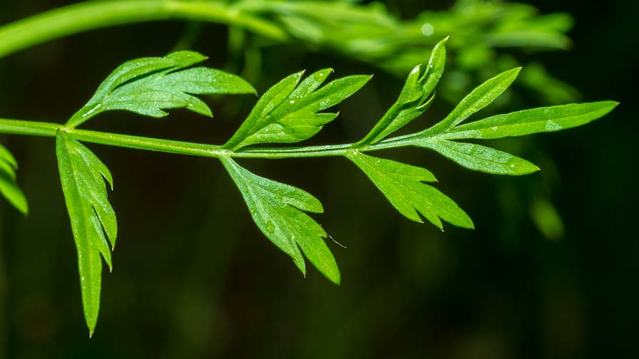 Oenanthe pimpinelloides / Finocchio acquatico comune